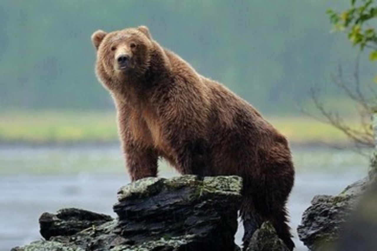Ours Kodiak