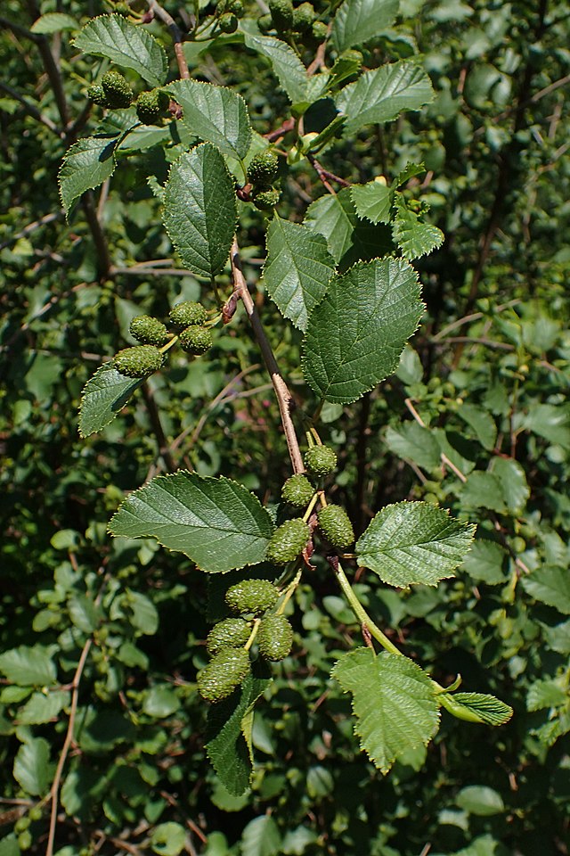 Alnus viridis