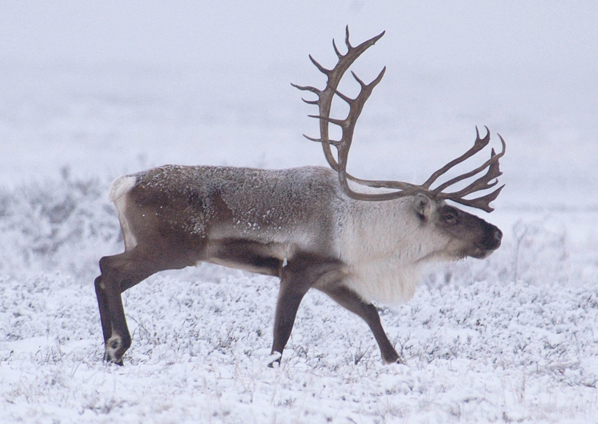 Caribou Alaska