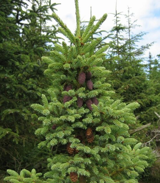Picea mariana