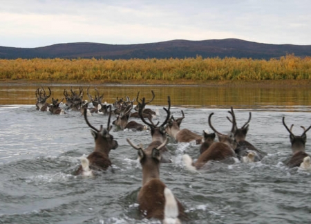 Caribou Alaska