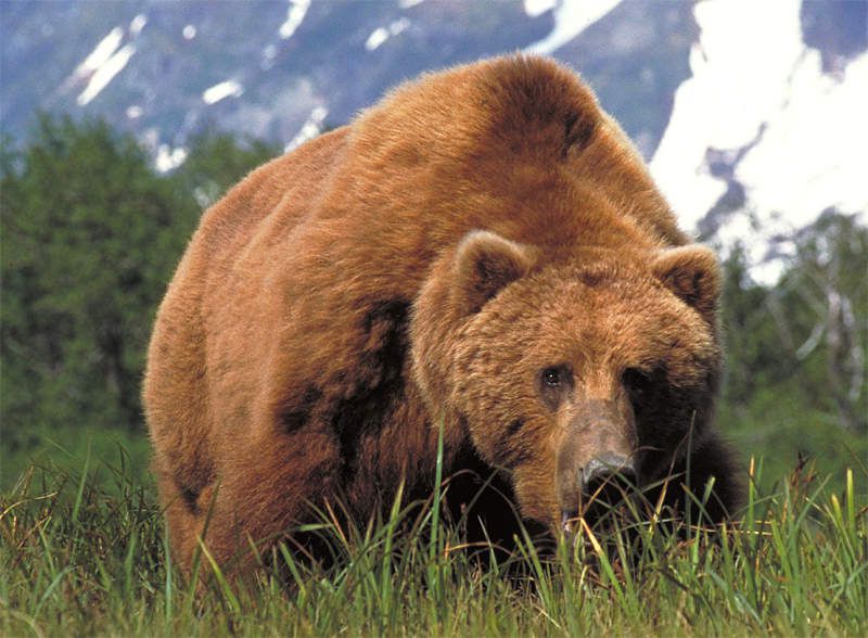Ours Kodiak