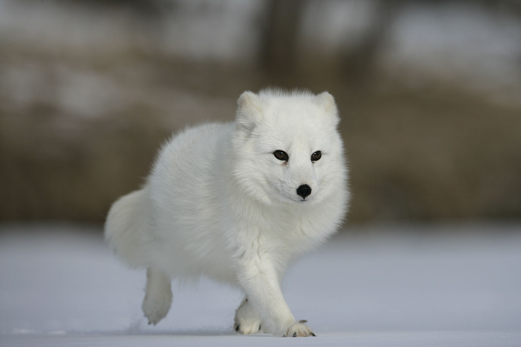 renard polaire courant sur la neige